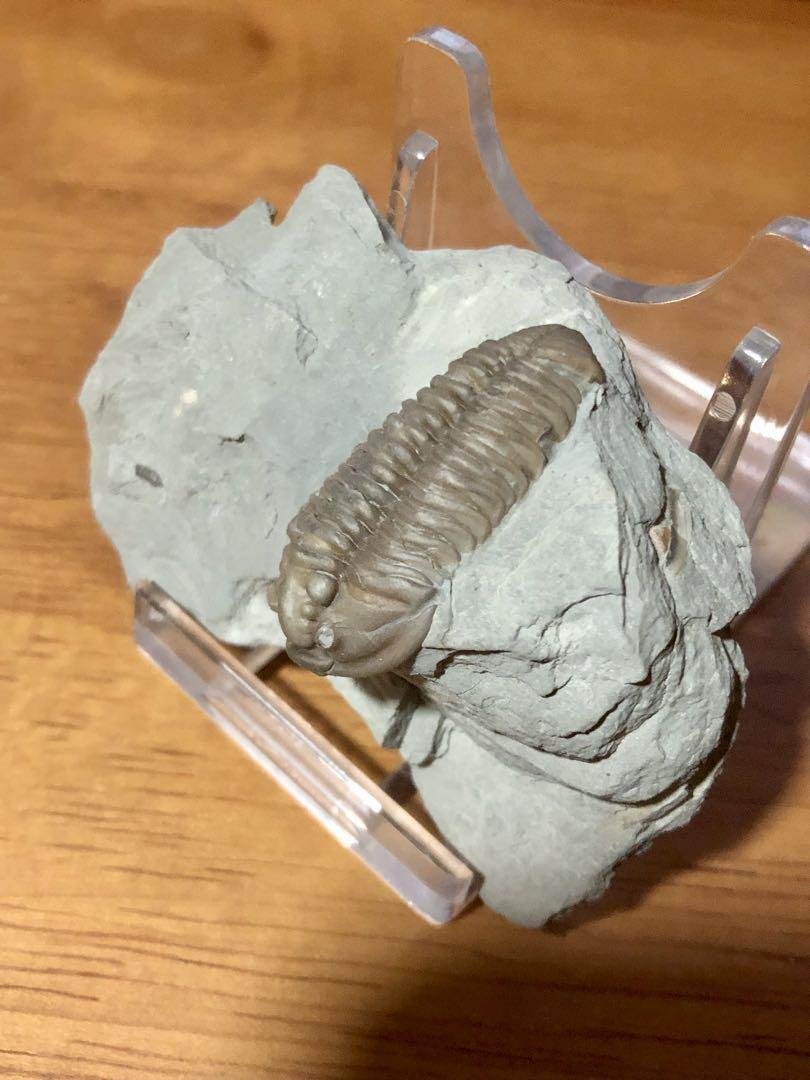 化石 三葉虫 Flexicalymene retrorsa