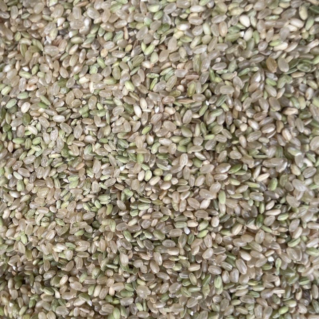 【鳥のエサ】20kg 北海道産 青米 鳥の餌 飼料米 玄米