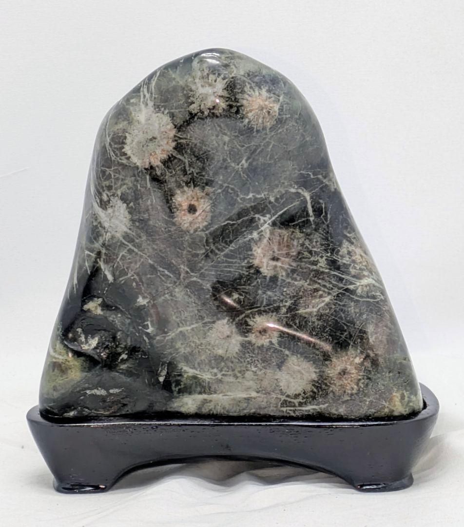 モスグリーン母岩に珍しい花17輪ほど 根尾