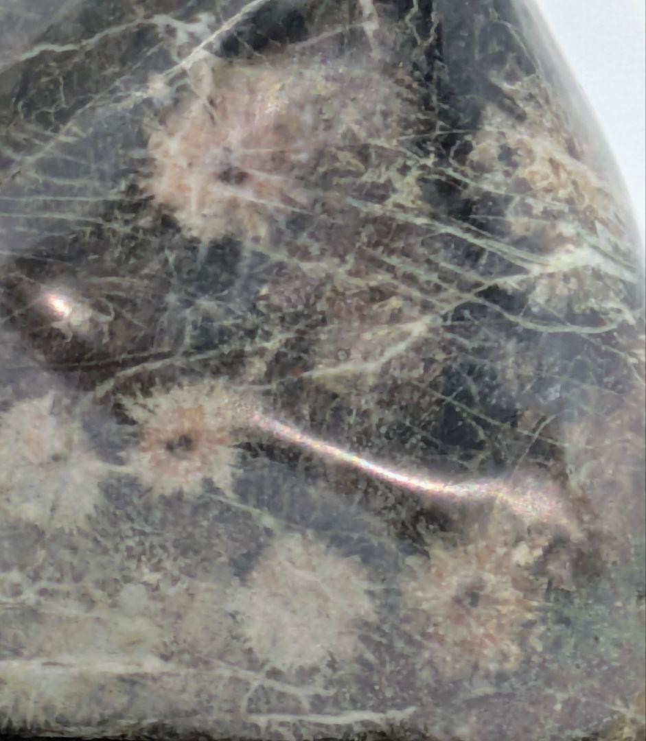 菊花石 モスグリーン母岩に珍しい花17輪ほど 根尾 鑑賞石 水石 自然石 けやき新品、♥ YUZUMIYA_COM