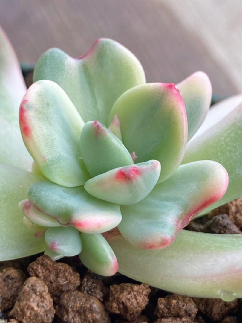 多肉植物 ❁︎フラメンコ錦 カキコ