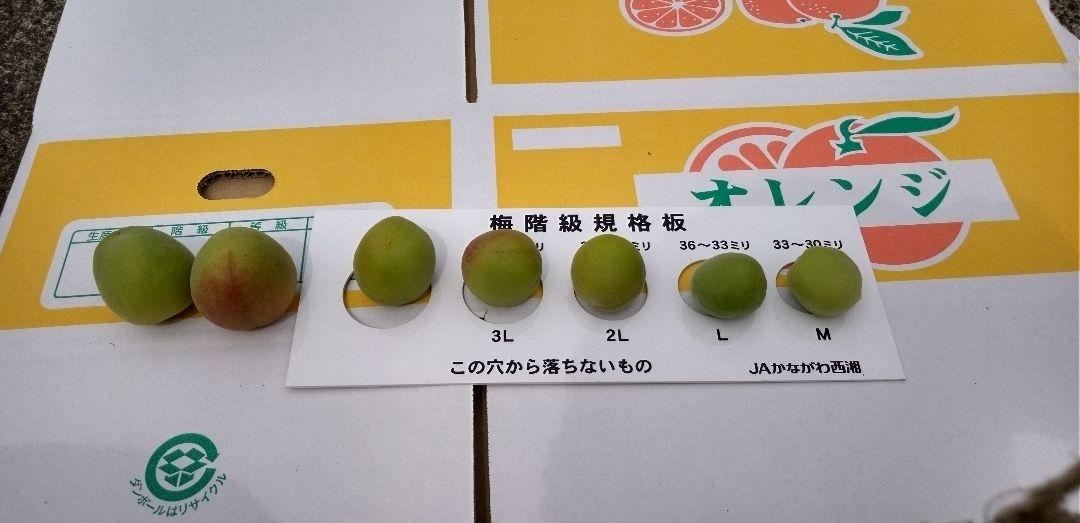 梅　南高梅　15キロ　　13500円