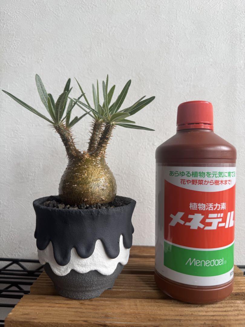 渡邉隆志【レフトボタニカル3色垂鉢】鉢のみ販売