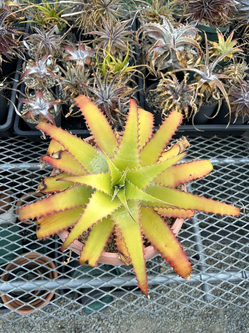 大人気 ヘクチア ラナタ 雌株 Hechtia lanata ⑴