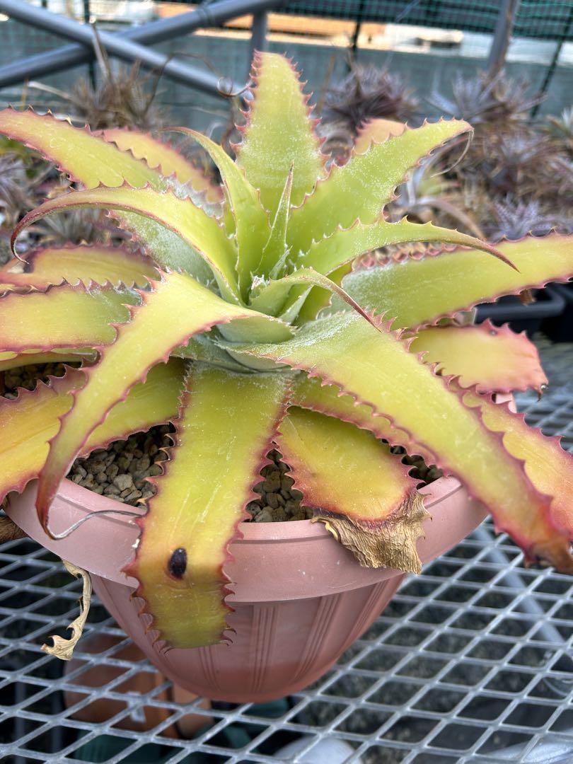 大人気 ヘクチア ラナタ 雌株 Hechtia lanata ⑴