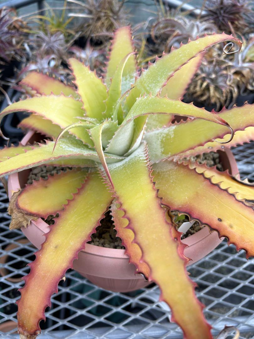 大人気 ヘクチア ラナタ 雌株 Hechtia lanata ⑴