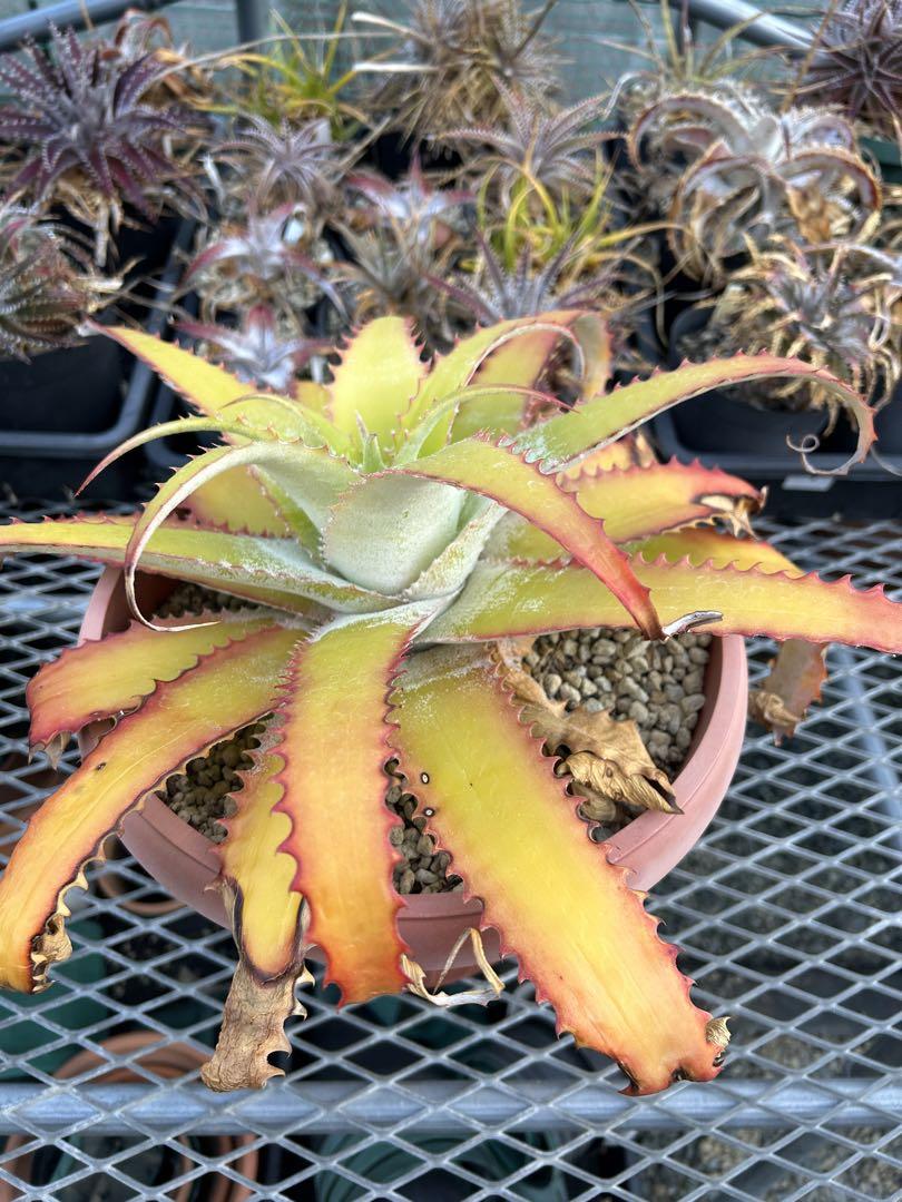 大人気 ヘクチア ラナタ 雌株 Hechtia lanata ⑴