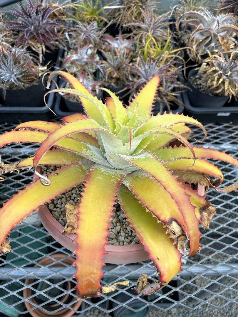大人気 ヘクチア ラナタ 雌株 Hechtia lanata ⑴