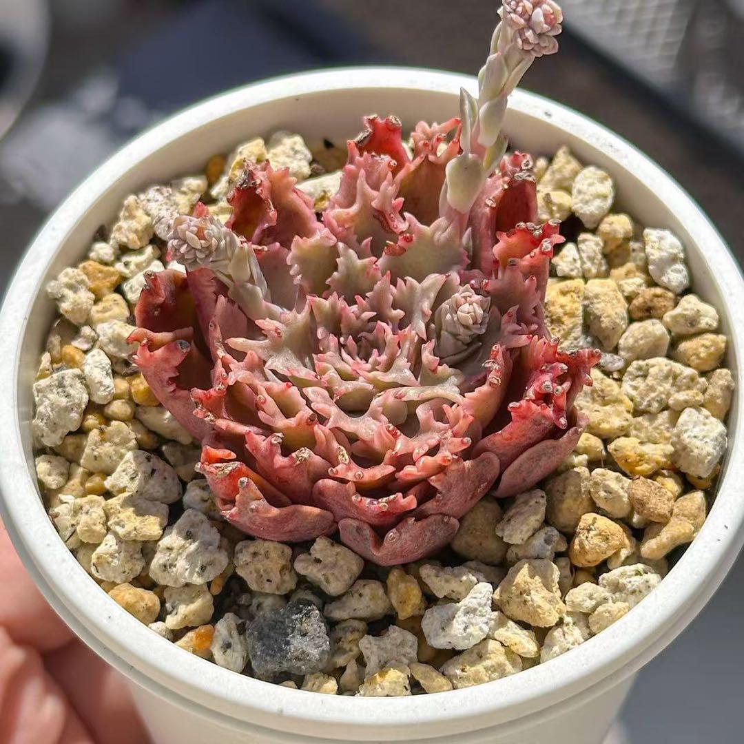 最新のデザイン 多肉植物 新入荷 エケベリア レア種 超美苗 スターファイヤー エケベリア・セダム