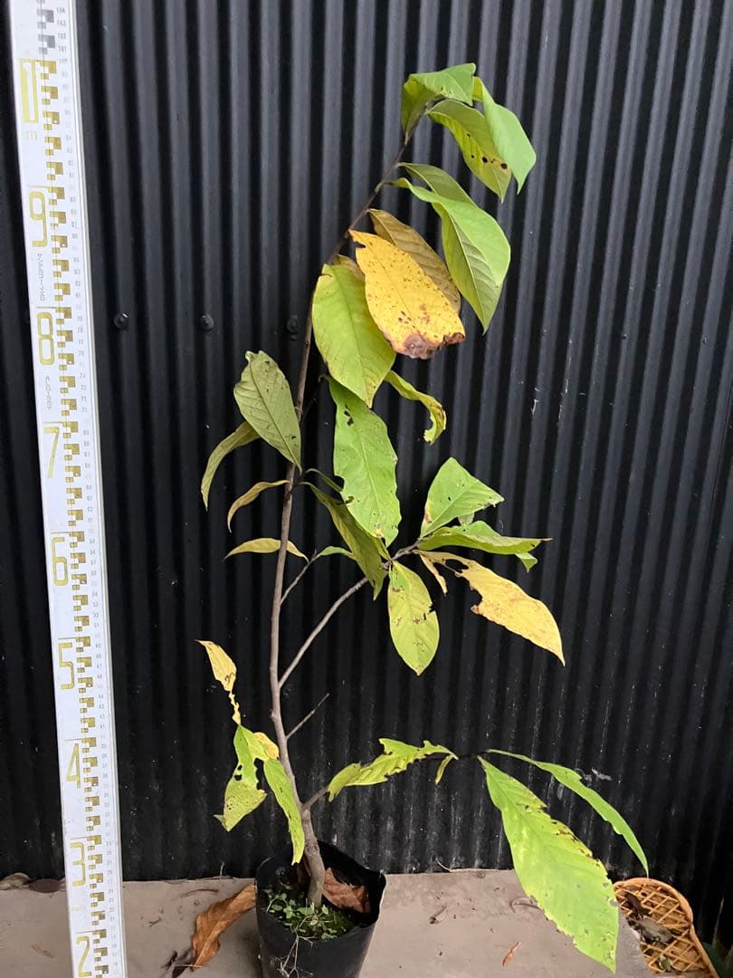 ポポー マンゴー目立った傷や汚れなし