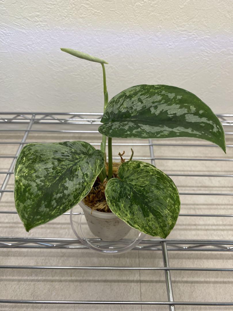 scindapsus exotica yellow lava