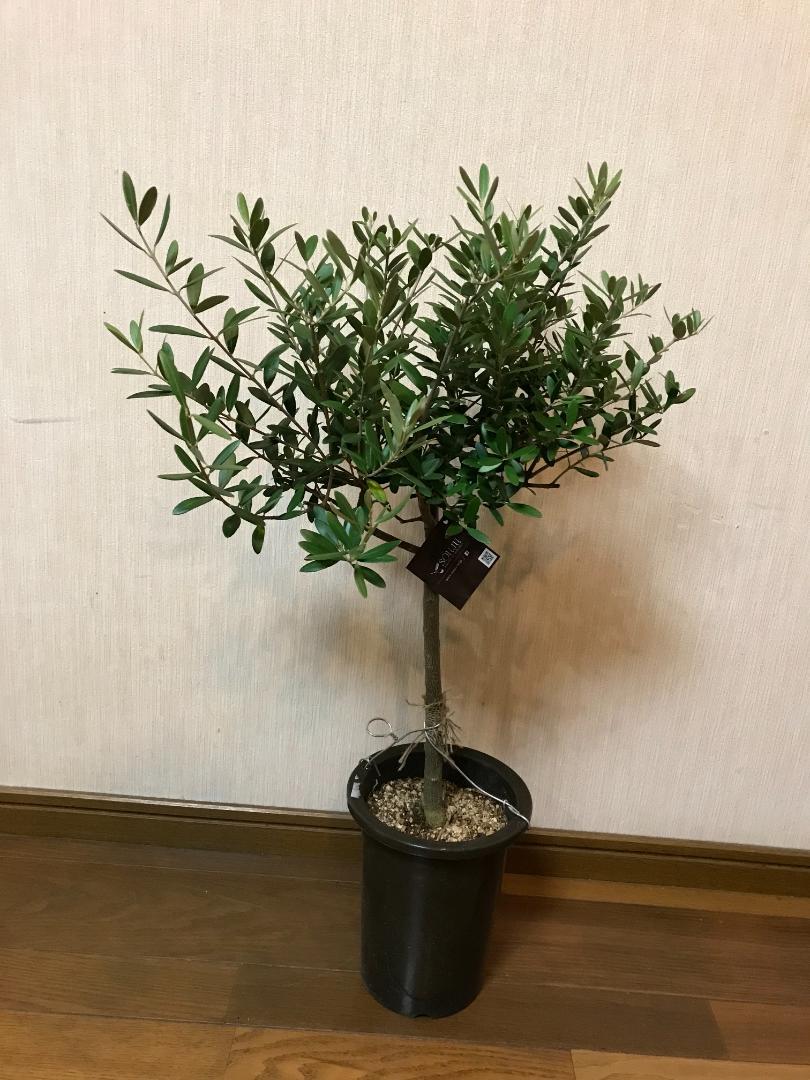 ってのⓨ SOUJU ”厳選” 鉢ごと発送 苗 LhDam-m39335872454 オリーブ ネバディロブランコ 80センチ ≻めにお