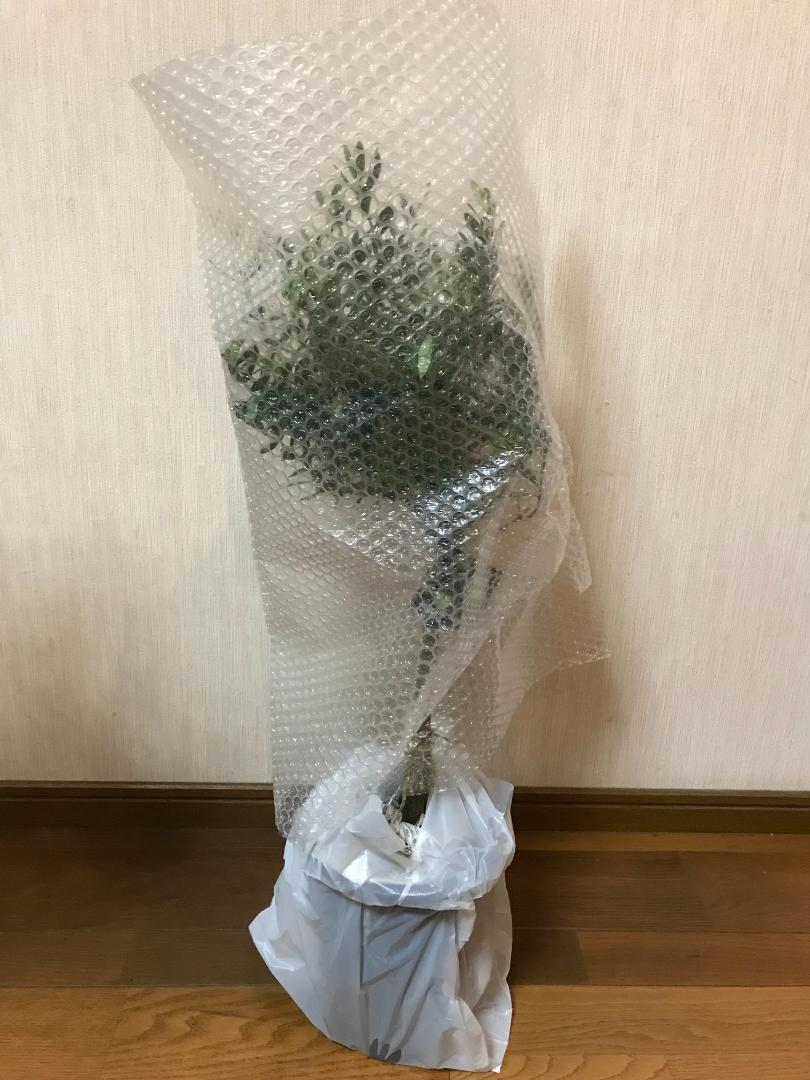 ってのⓨ SOUJU ”厳選” 鉢ごと発送 苗 LhDam-m39335872454 オリーブ ネバディロブランコ 80センチ ≻めにお