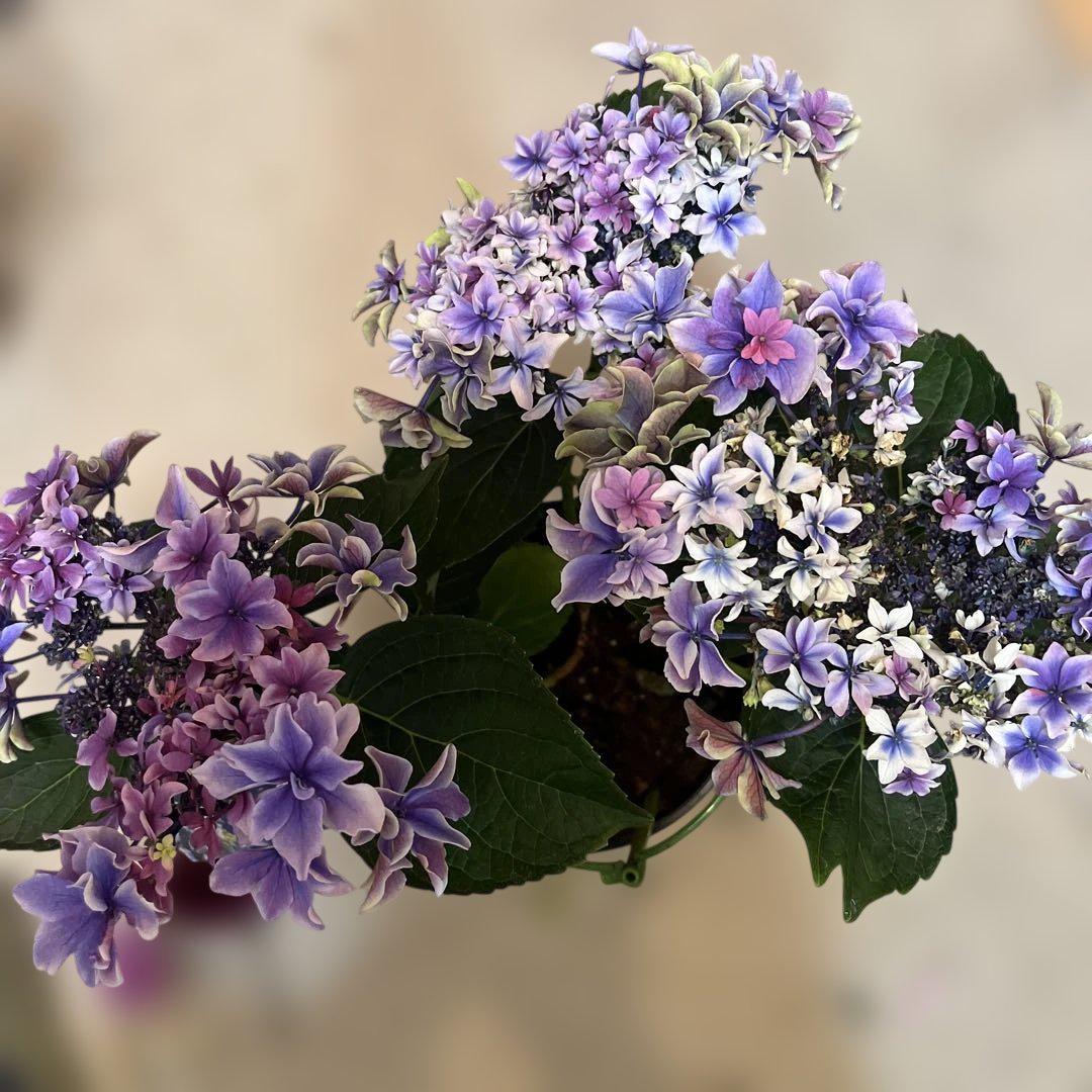 紫陽花 月虹 青 - メルカリ