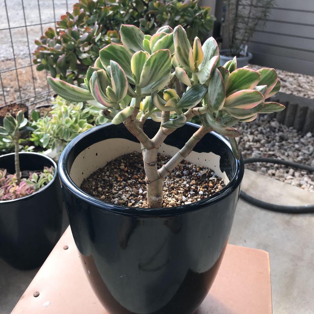 多肉植物 抜き苗花月錦 - メルカリ 多肉植物 抜き苗花月錦 - メルカリ