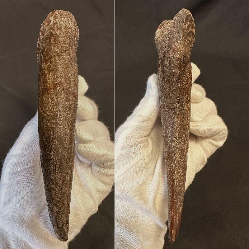 スピノサウルス ハンドクロウ かぎ爪 関節 化石 恐竜 1370