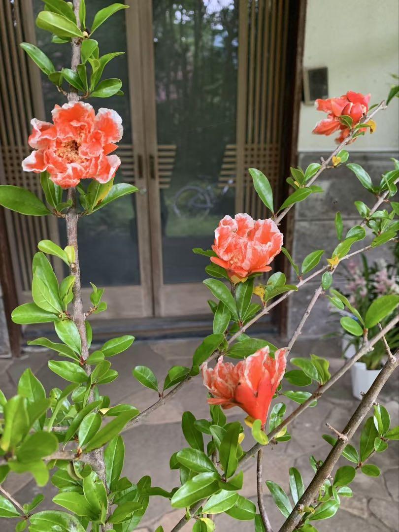 珍しい 花柘榴