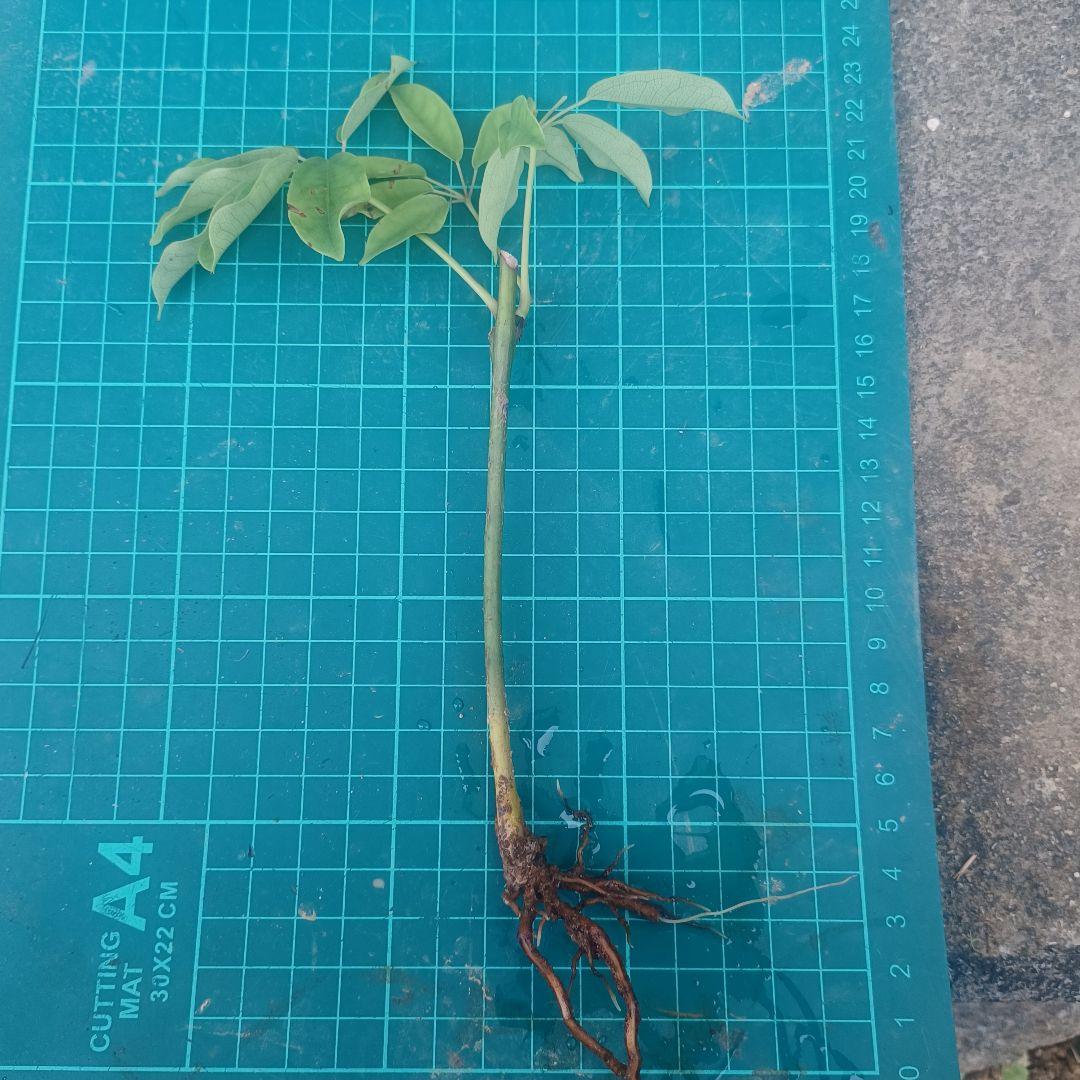 ムベ挿し木成功抜き苗