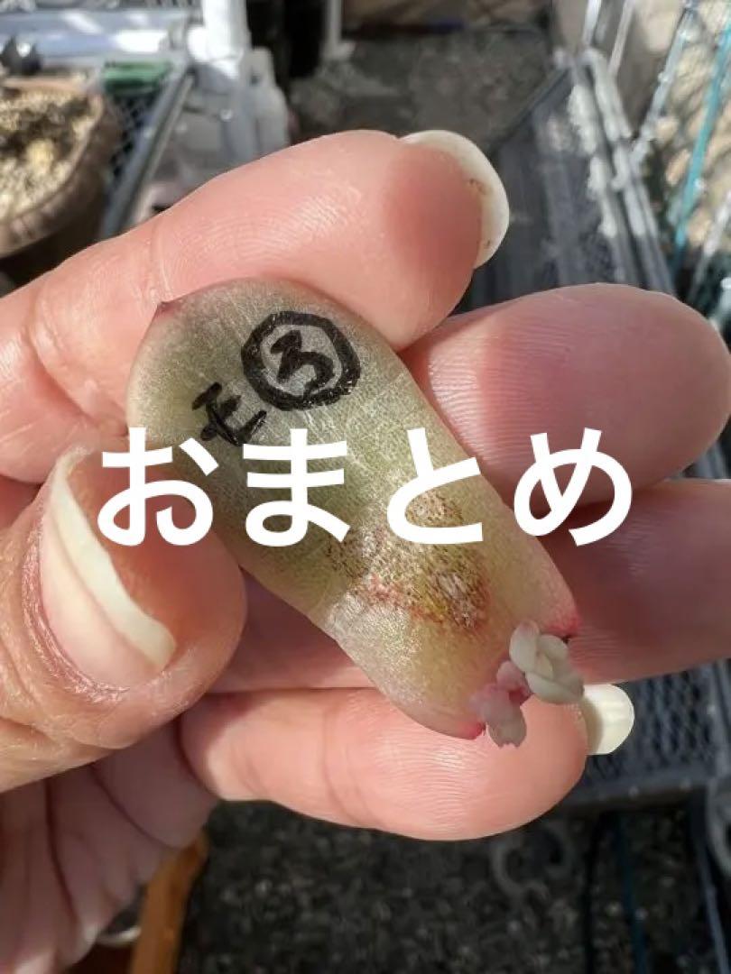モンロー錦 葉挿しっ子③