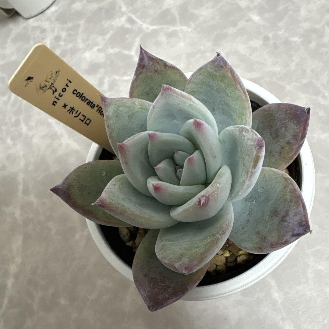 多肉植物 札付き