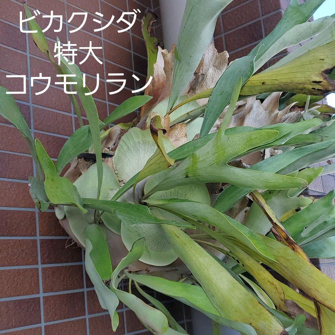 グリーン系憧れ ビカクシダ 特大 コウモリラン 植物 観葉植物 インテリア 住まい 小物グリーン系 43 7 Jkkniu Edu