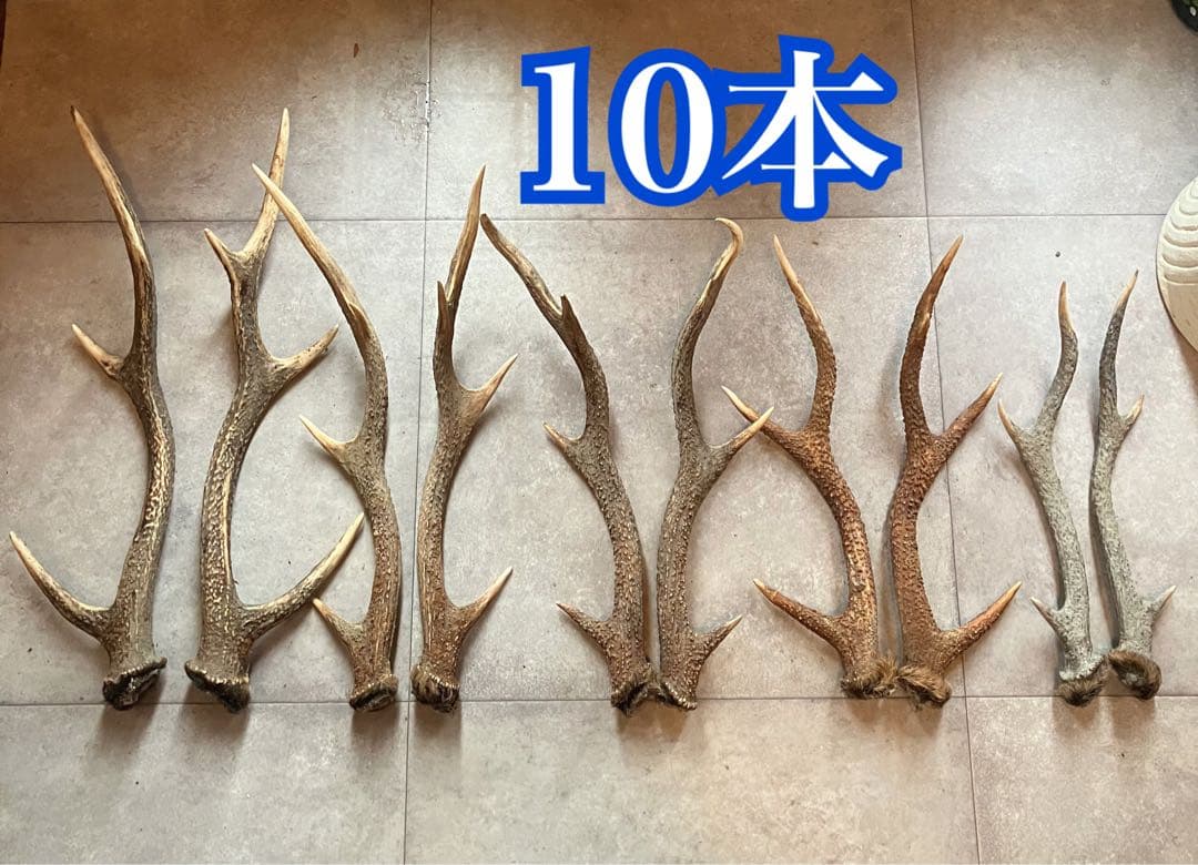 鹿の角 鹿角 インテリア おもちゃ おやつ 素材 資材傷や汚れあり