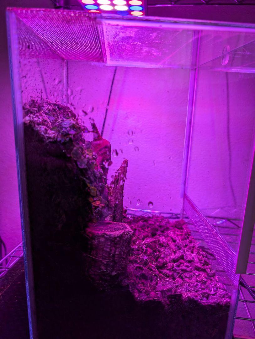 引き取り限定　JCBritw 水槽用LEDライト付きパルダリウム用ケージ
