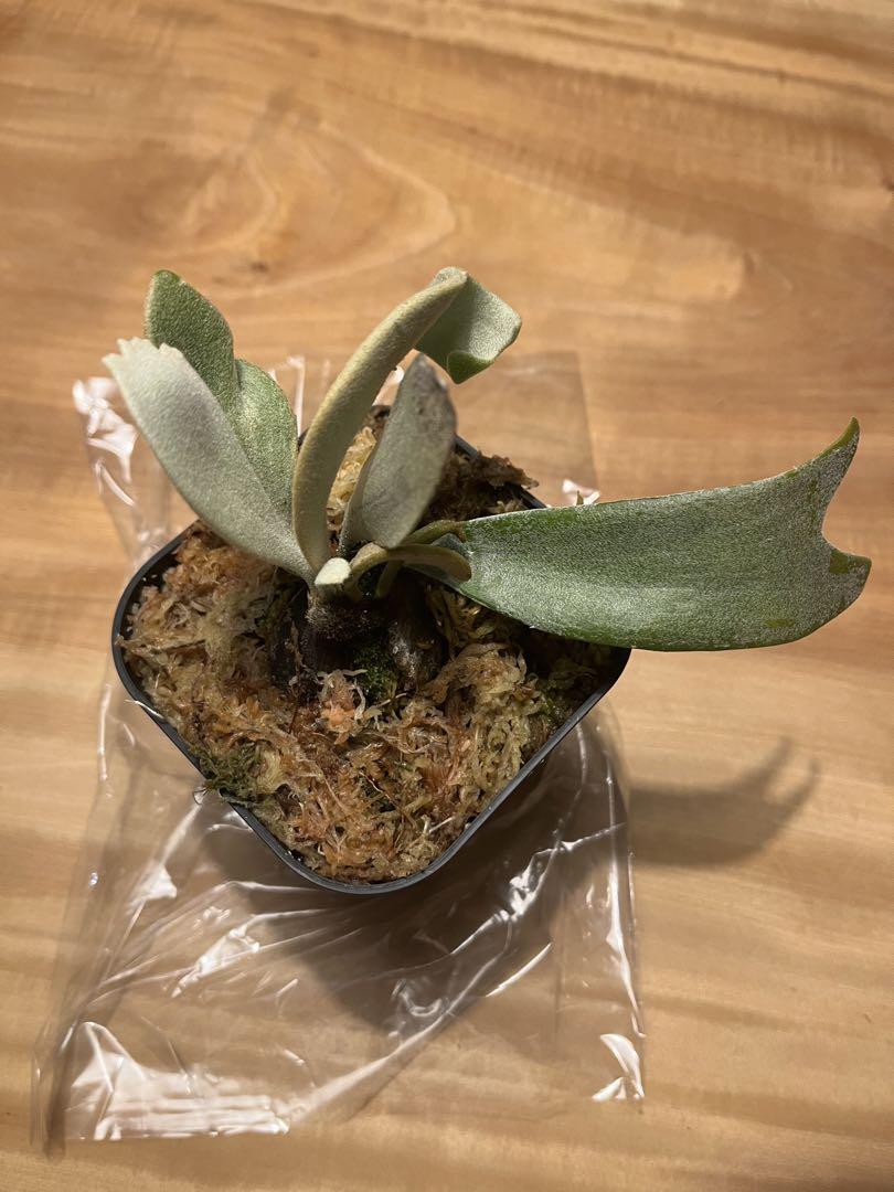 月光爪哇ビカクシダ コウモリラン観葉植物