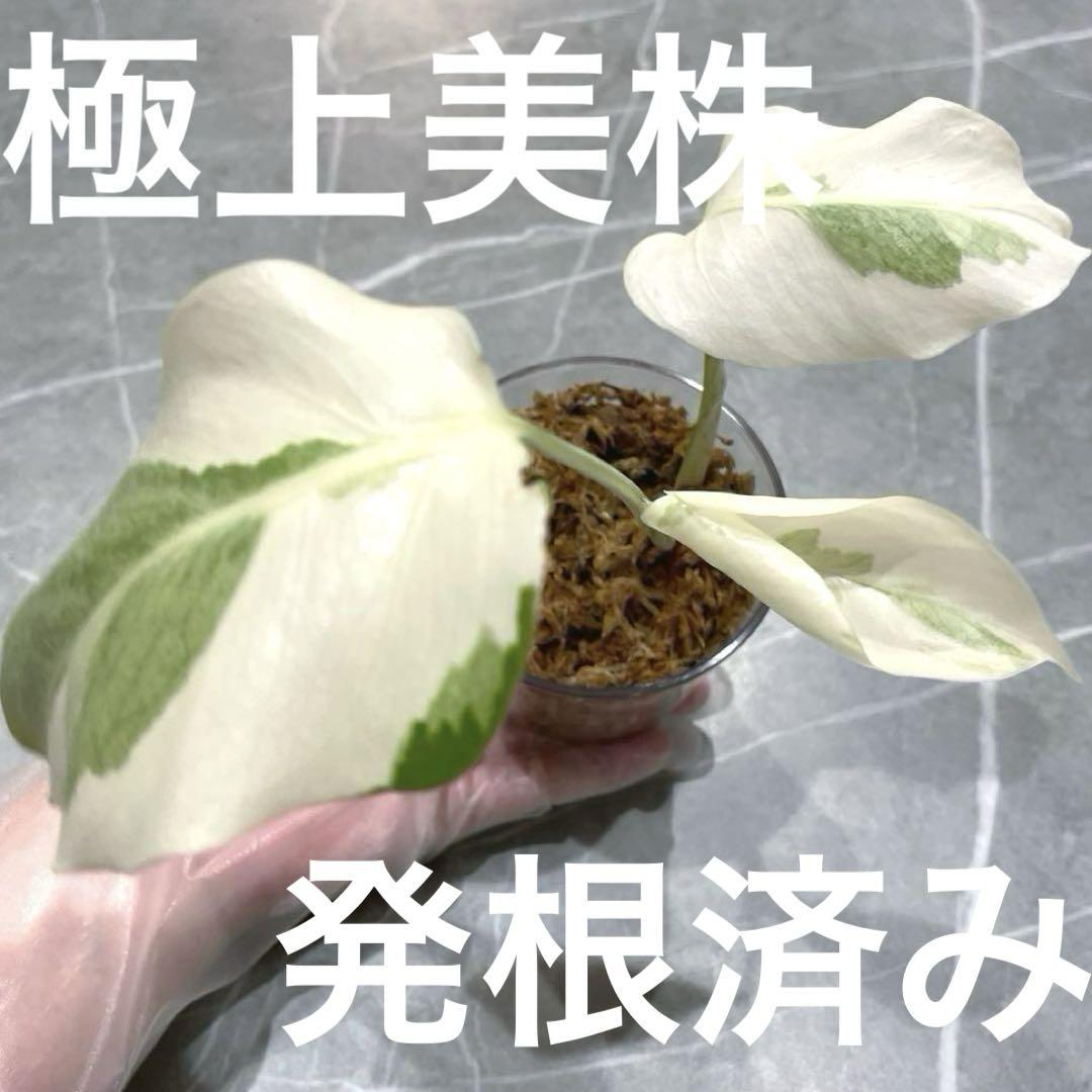 【鉢ごと発送】斑入りモンステラ フルムーン美苗 小苗E発根株 鉢ごと発送】斑入りモンステラ フルムーン美苗 小苗E発根株