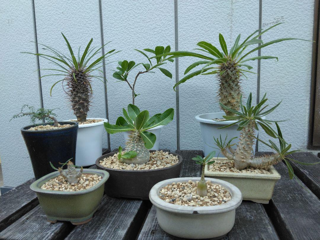 コーデックス 塊根植物 パキポディウム 観葉植物 オペルクリカリア 引き取り傷や汚れあり