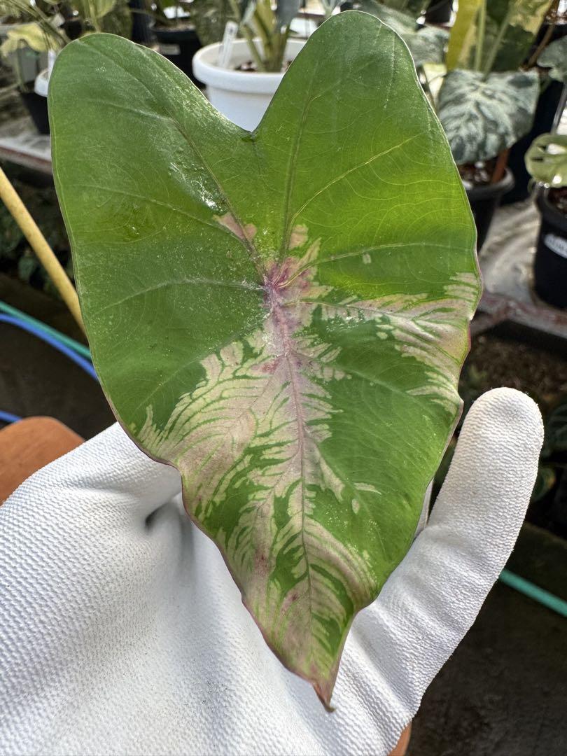 コロカシア ピンクラーバー　colocasia Light Pillar 5937.jpg?20241016090238