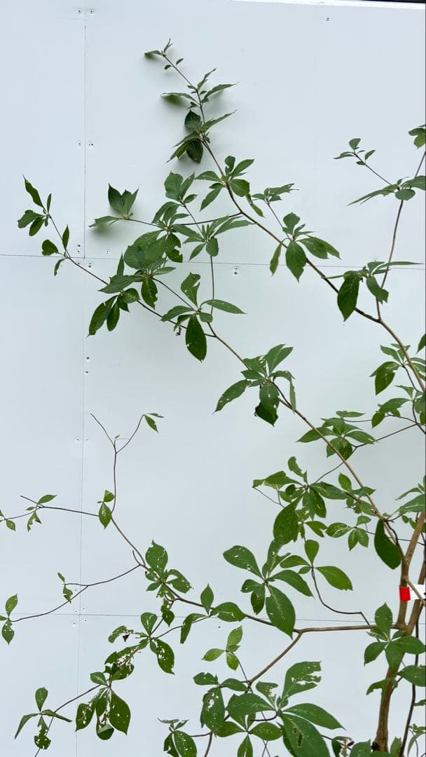 樹高2.0m位新品、♥