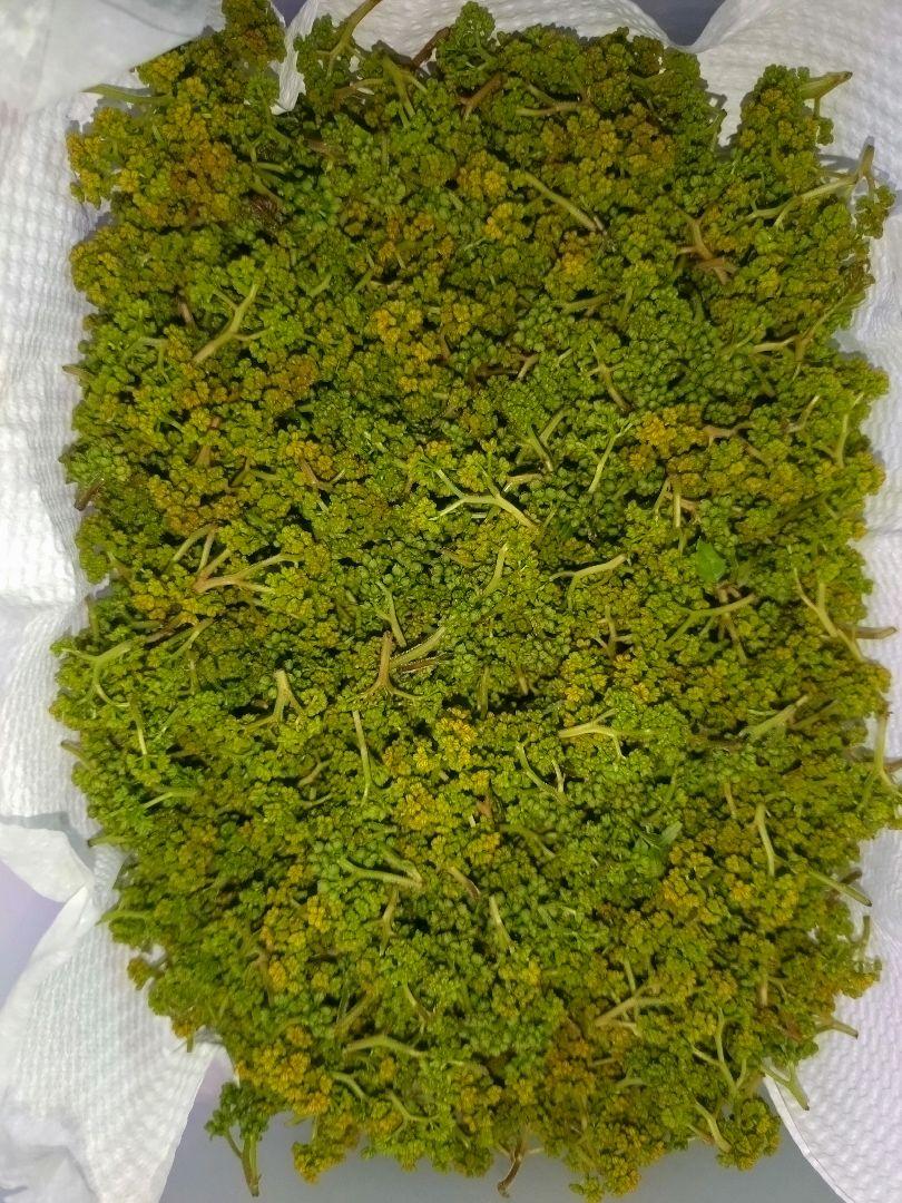 天然の花山椒約100g（群馬県産）即日発送