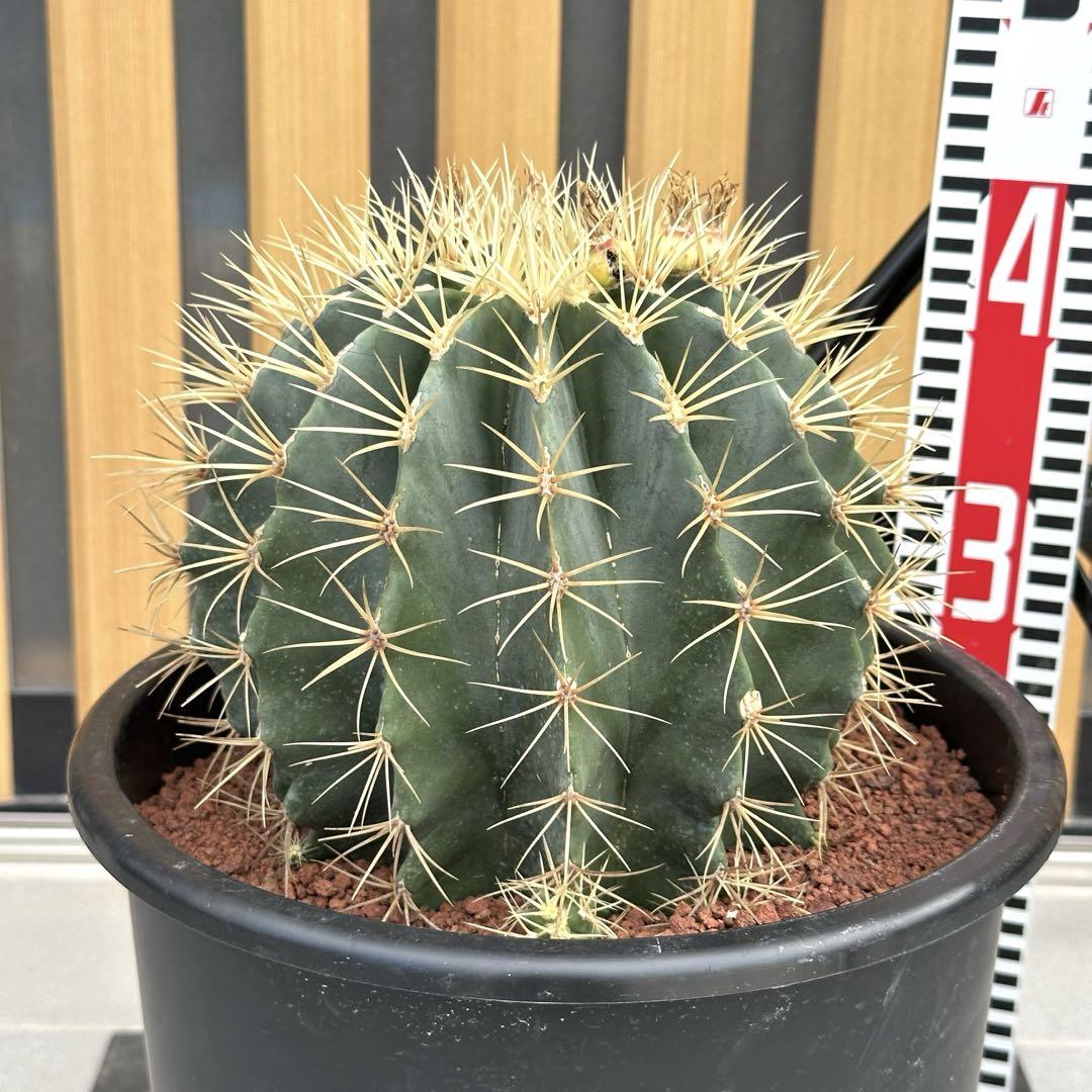 王冠竜 サボテン 子株付き【樹高:約41cm】Jun24