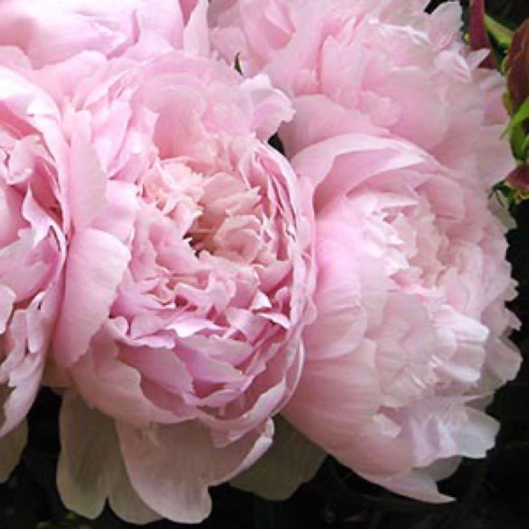 みなも(プロフ確認必須)様専用