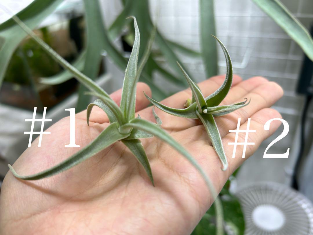 Tillandsia gardneri var. rupicola【#2】 - ブロメリア・エアー Tillandsia gardneri var. rupicola【#2】 - ブロメリア・エアー