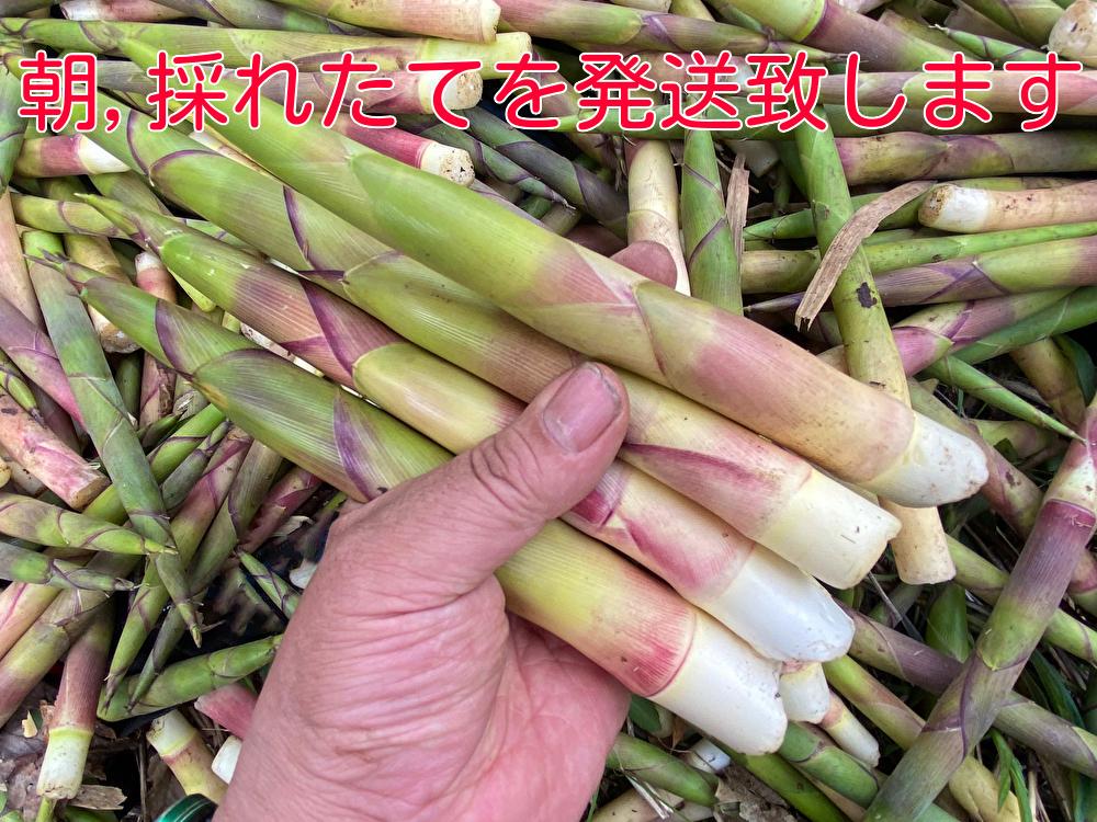 ☆北海道ニセコ産根曲がり竹　ネマガリタケ朝採り ５キロ以上！ 送料無料☆０４