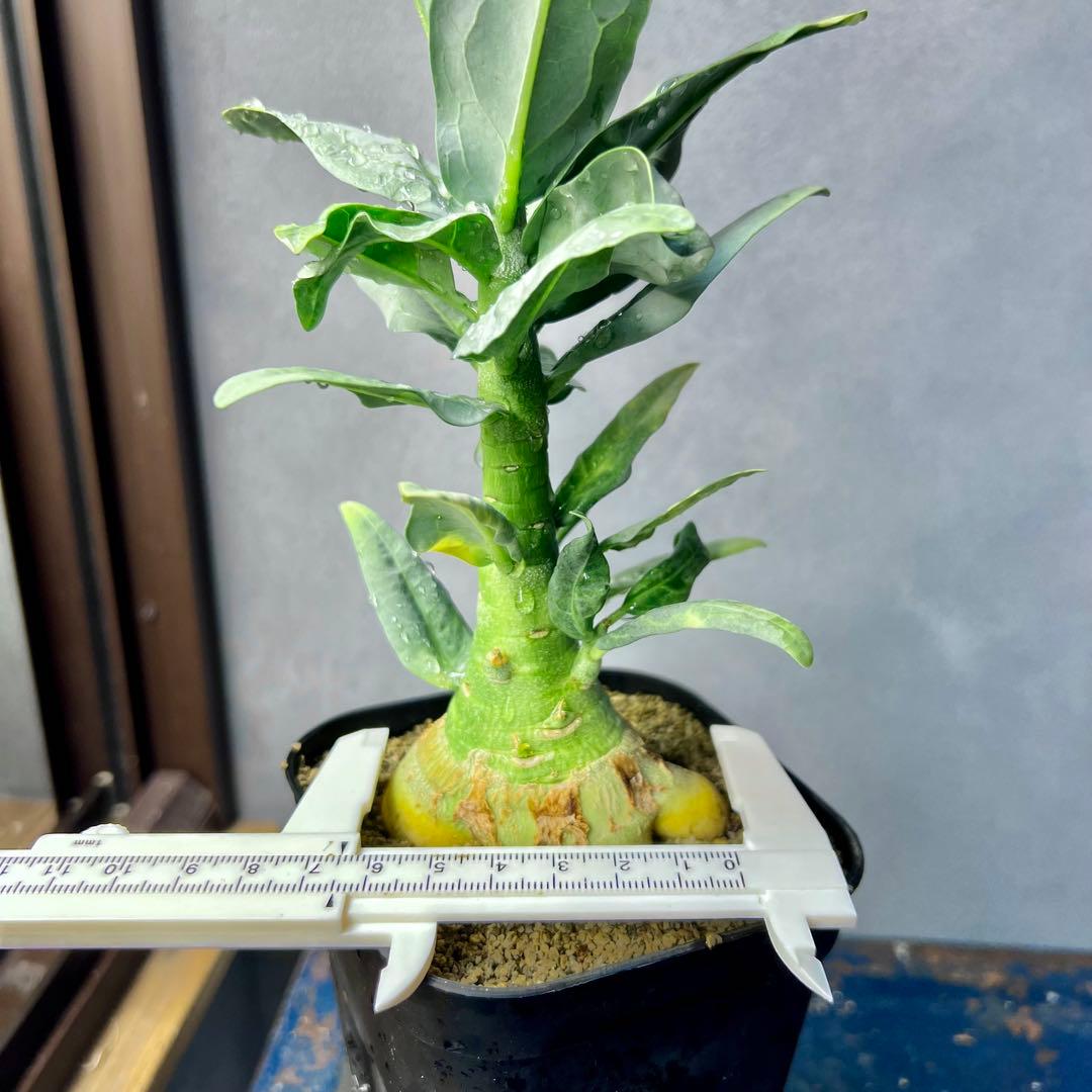 アデニア ペチュエリー 実生 太め良型株 Adenia pechuelii目立った傷や汚れなし YUZUMIYA_COM