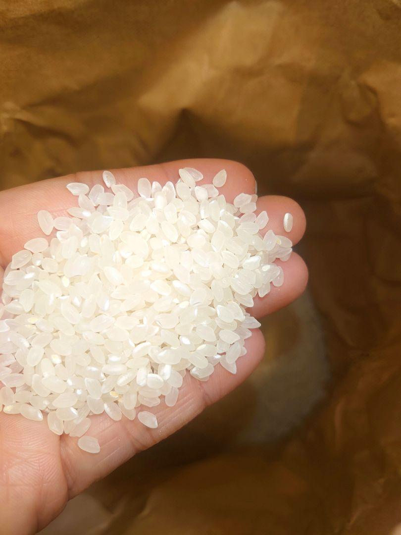 【R6年産新米】あきたこまち 10kg 精米