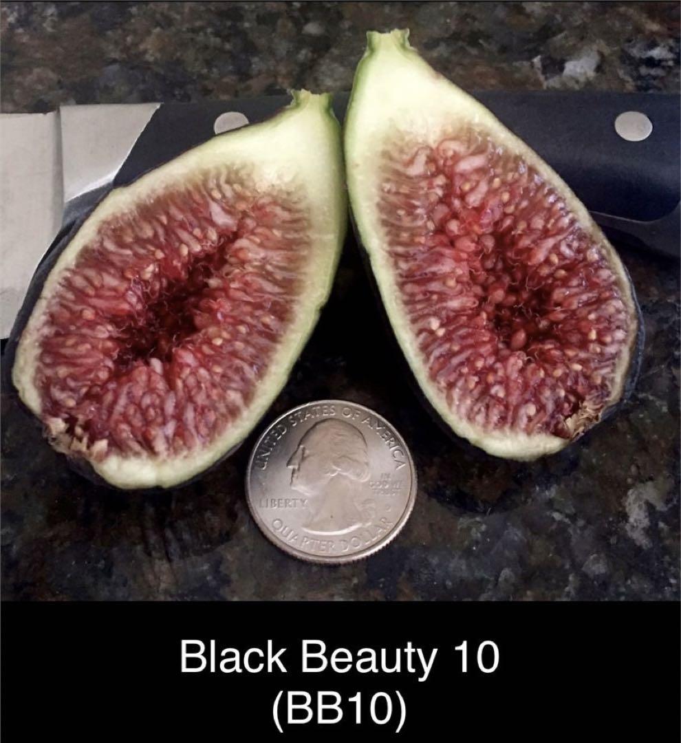②超希少樹種イチジク Black Beauty 10 Dans BB-10 穂木 - メルカリ