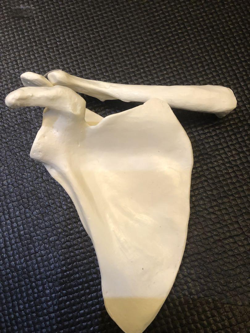 3B社/上肢骨格模型 極美品 - メルカリ