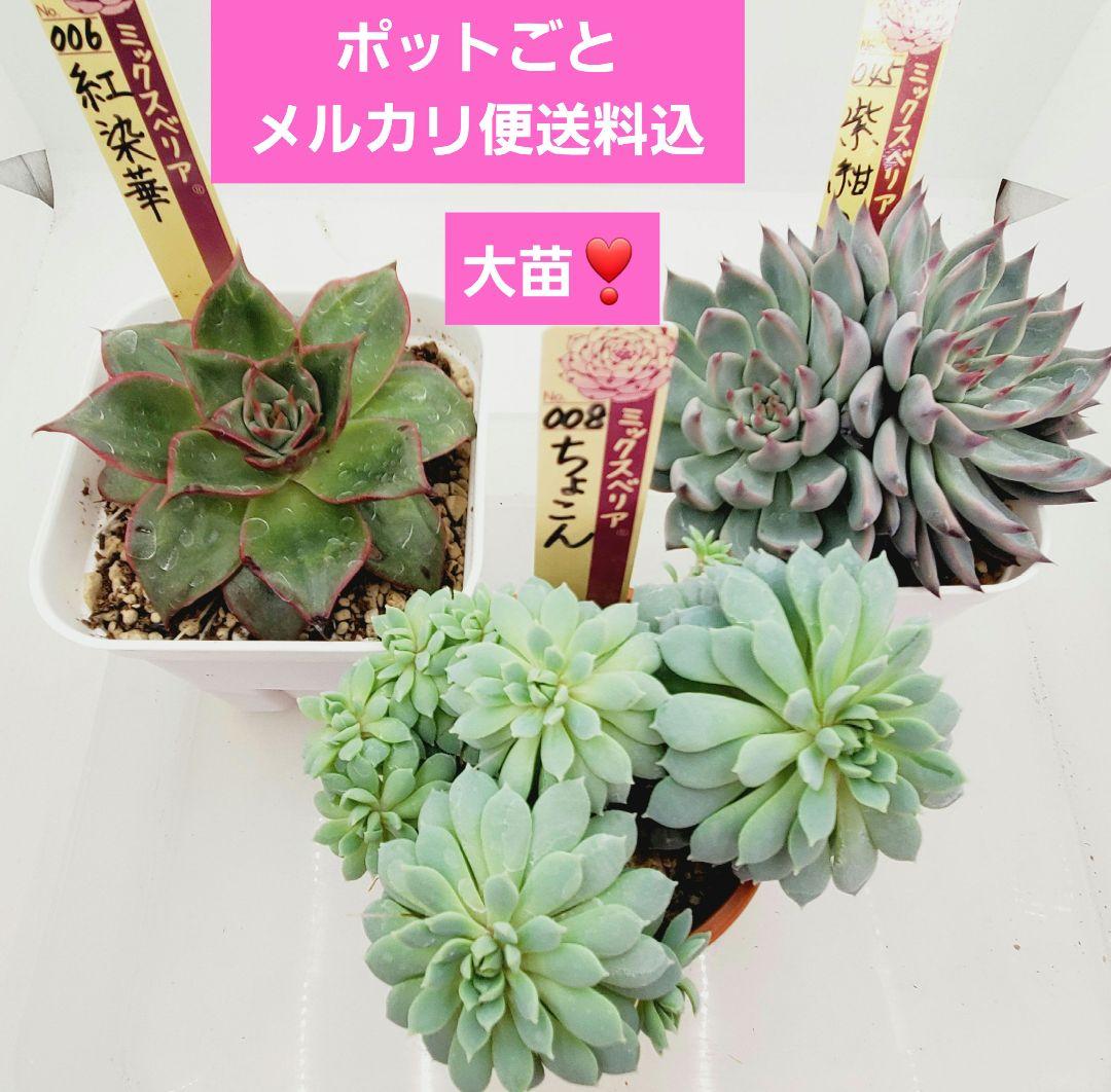 ㊸大苗❣️紅染華❣️ちょこん❣️紫紺の矢❣️ポットごと メルカリ便込