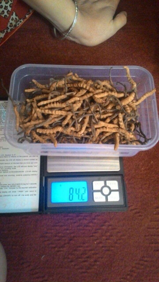 冬虫夏草 シネンシス種 1g | eliq.hu