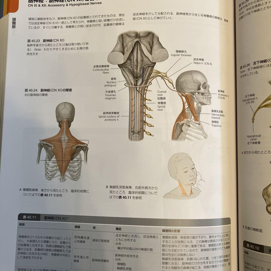 プロメテウス解剖学コアアトラス ダイアンコーチ