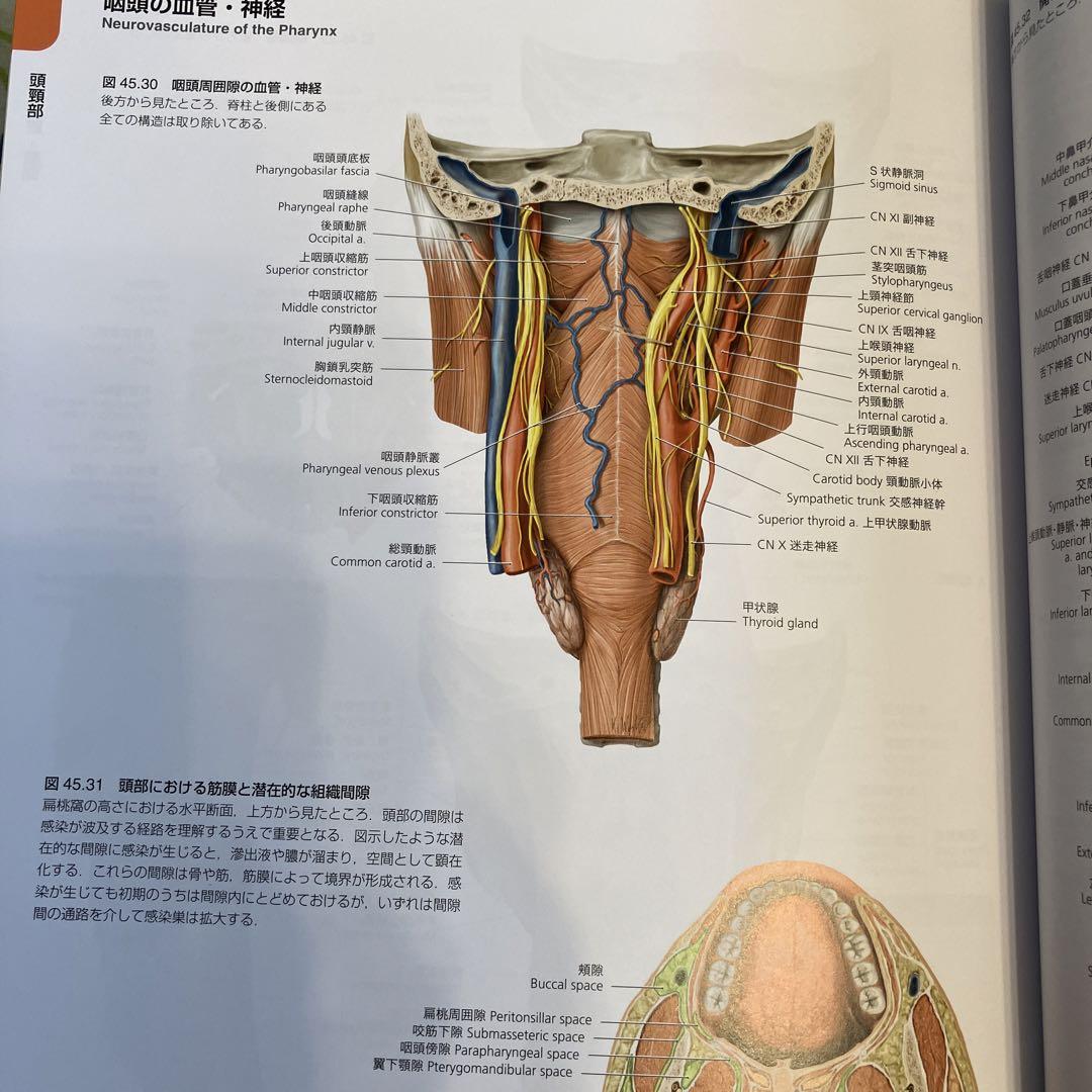 プロメテウス解剖学コアアトラス ダイアンコーチ