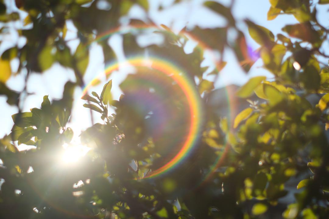 【作例有り】Super-Takumar 55mm f/1.8