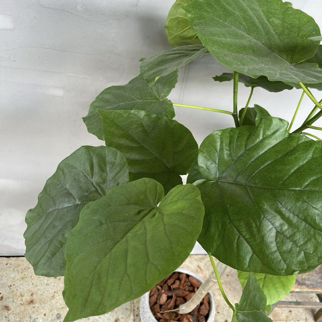 大型　フィカス　ウンベラータ　朴仕立て　陶器鉢　植え込み発送 大型 フィカス ウンベラータ 陶器鉢 植え込み発送
