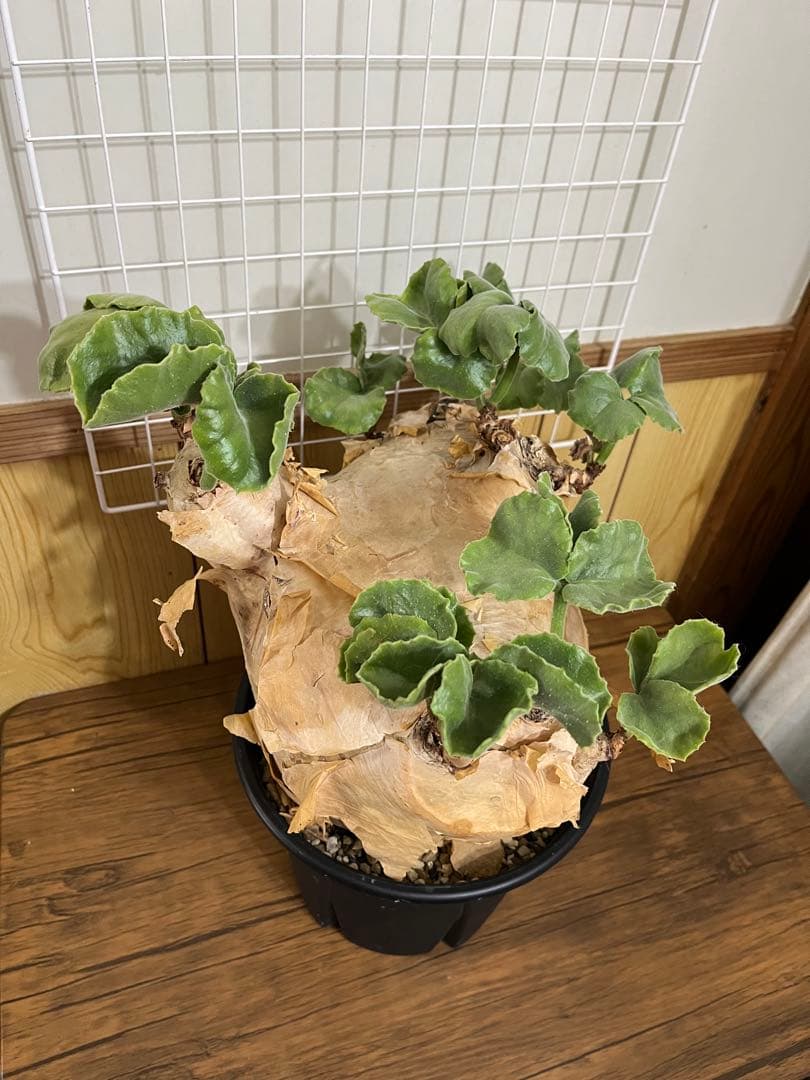 発根済みやや傷や汚れあり