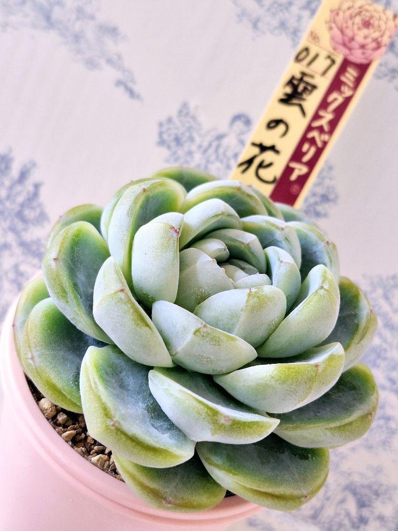 雲の花　札付きポットごとメルカリ便おらいさん苗ミックスベリア