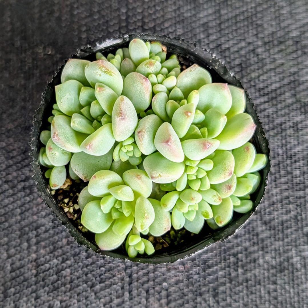 抜き苗】もりもり 斑入りタイトゴメ 多肉植物 セダム 紅葉